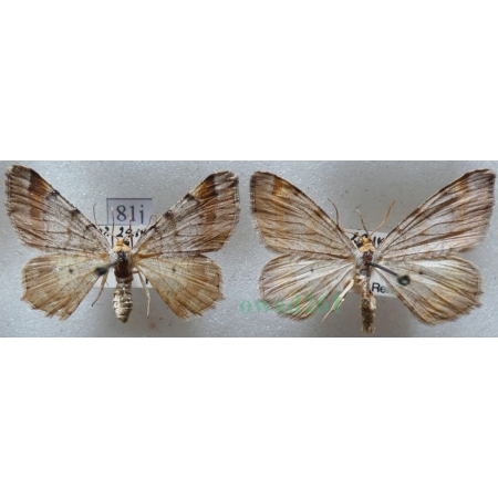 Macaria liturata (Clerck, 1759) pair Witalnik sosnowiak Czech81j